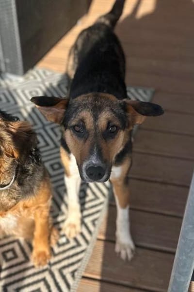 Rixa - liebe Hündin sucht Dich