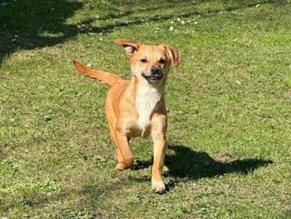 KARA-bezaubernde,süße Jung-Hündin