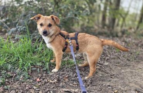 KARA-bezaubernde,süße Jung-Hündin