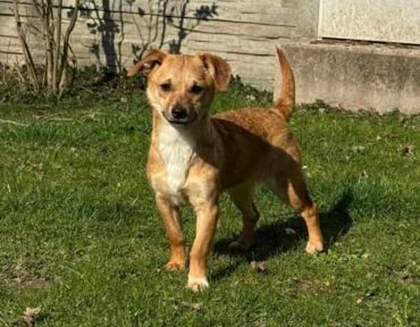 KARA-bezaubernde,süße Jung-Hündin