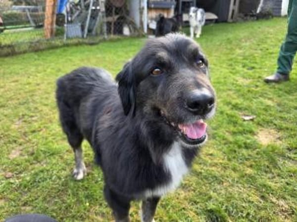 SVENJA-ruhige,süße Hündin,längerem Fell