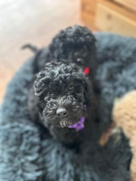 Clarice  freundliche kleine Hündin such