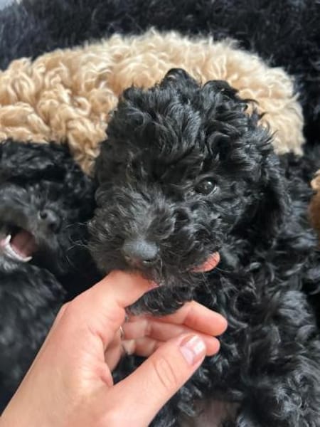 Clarice  freundliche kleine Hündin such