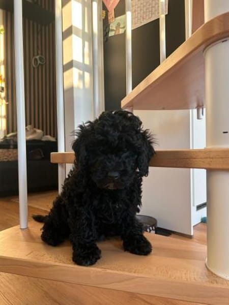 Clarice  freundliche kleine Hündin such