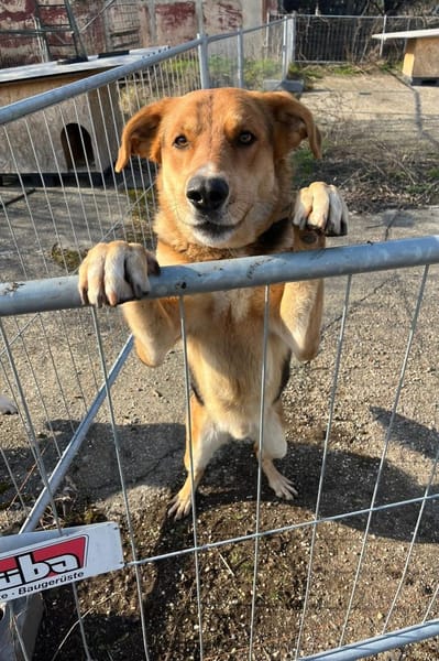 Lemmy sucht Menschen die ihn verstehen