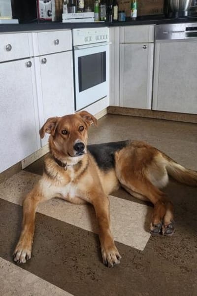 Lemmy sucht Menschen die ihn verstehen