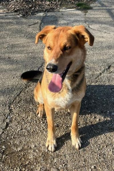 Lemmy sucht Menschen die ihn verstehen