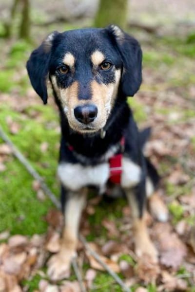 Franzl-möchte mit dir Abenteuer erleben