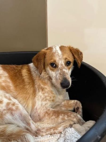 LUZ-hübsche, verträgliche Hündin, 41 cm