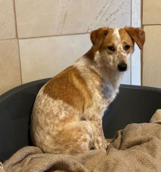 LUZ-hübsche, verträgliche Hündin, 41 cm