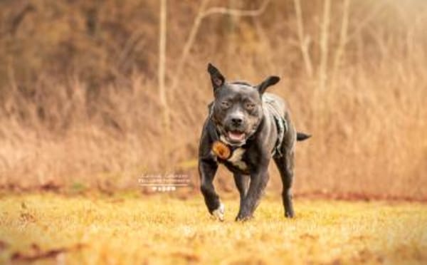 Schenkst du Fiero ein neues Leben?