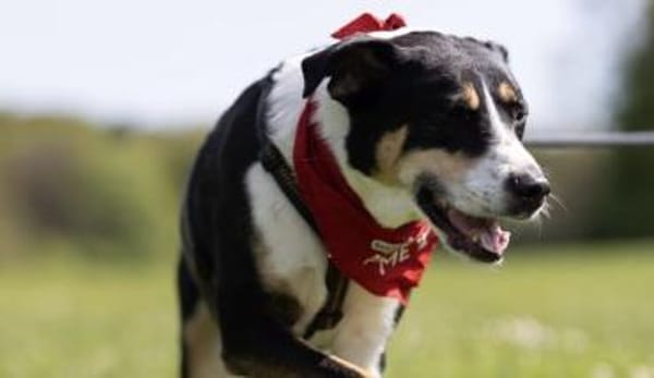 Lemmy sucht ein neues Zuhause