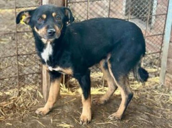 OLIVER-lieber,dreifarbiger Rüde, 42 cm