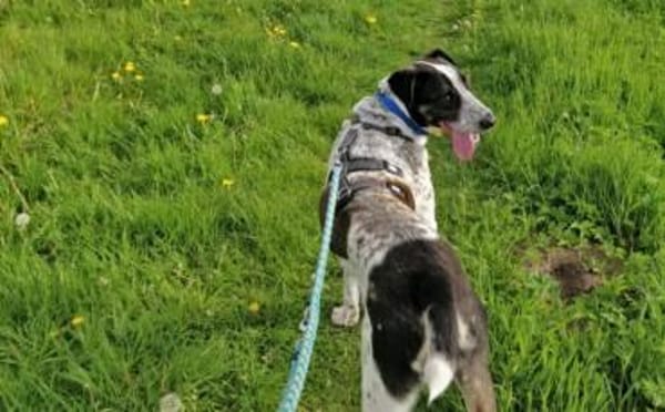 Wer schenkt Archie ein tolles Zuhause?