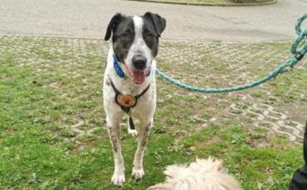 Wer schenkt Archie ein tolles Zuhause?