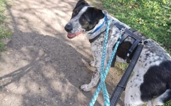 Wer schenkt Archie ein tolles Zuhause?