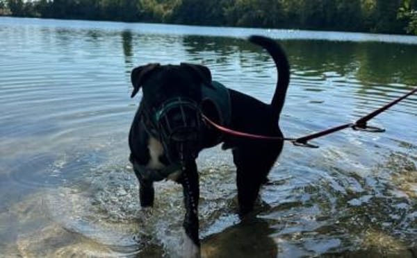 Wer gibt Freddi eine Chance?