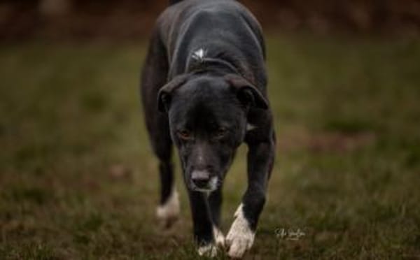 Wer gibt Freddi eine Chance?