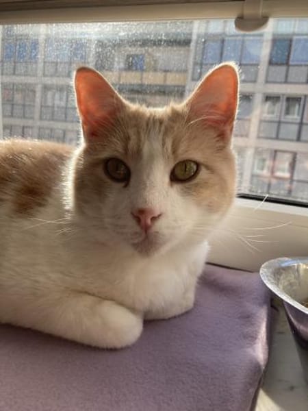 Quinn sucht ein liebevolles Zuhause