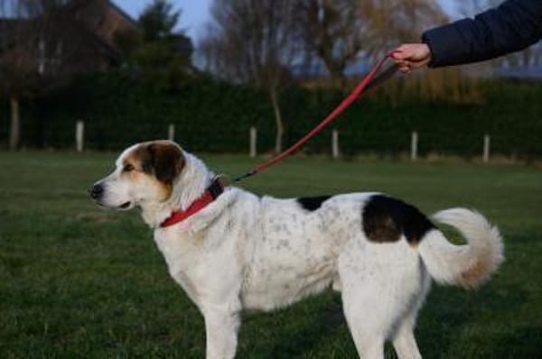 Sharky-witziger Charakterkopf sucht dich