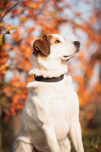 Sharky-witziger Charakterkopf sucht dich