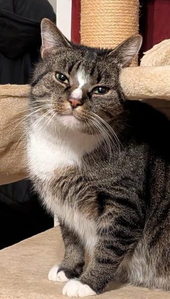 Sid sucht ein liebevolles Zuhause