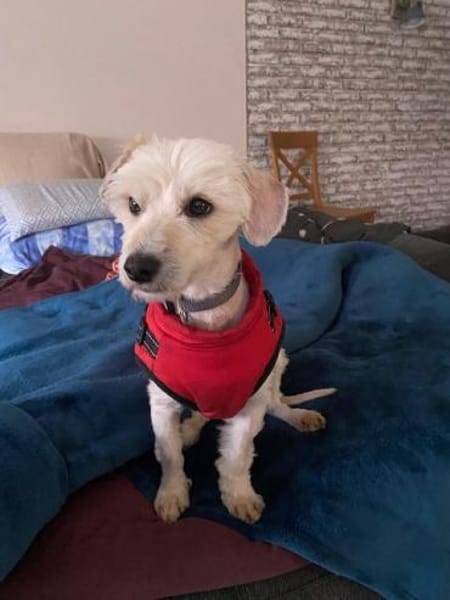 WINFRED-zuckersüßer Wuschel-Rüde