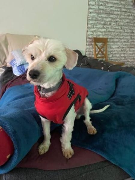 WINFRED-zuckersüßer Wuschel-Rüde