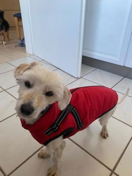 WINFRED-zuckersüßer Wuschel-Rüde