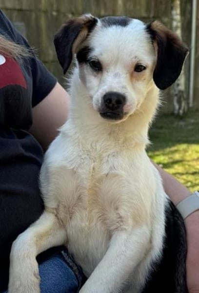 MINOU-zuckersüße Jung-Hündin