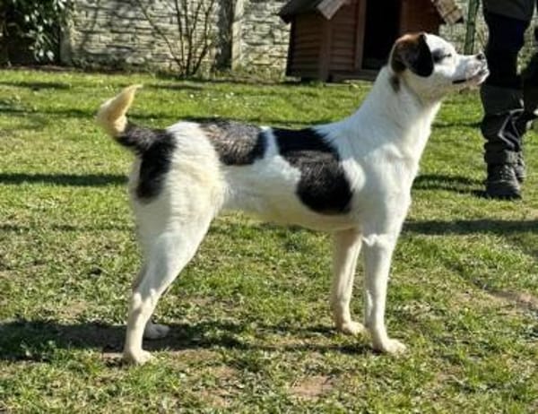 MINOU-zuckersüße Jung-Hündin