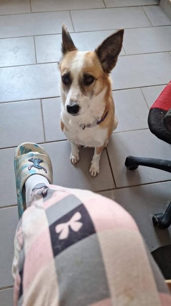 DARCY ist ein liebevolles Mädchen ♥