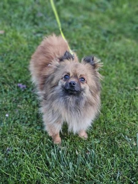 Maszat  in 52391 Vettweiß