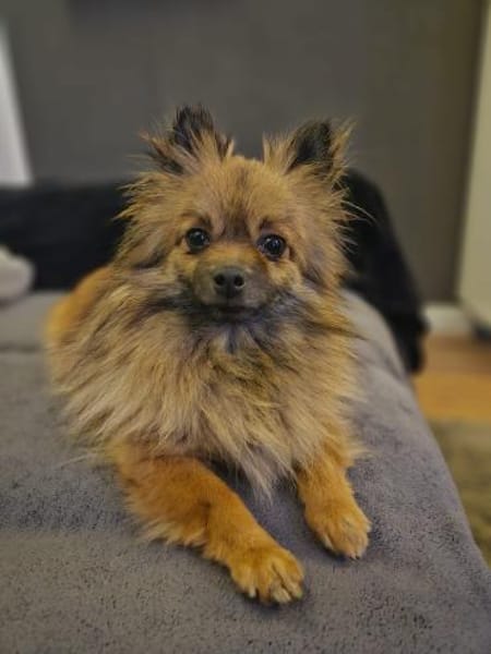 Maszat  in 52391 Vettweiß