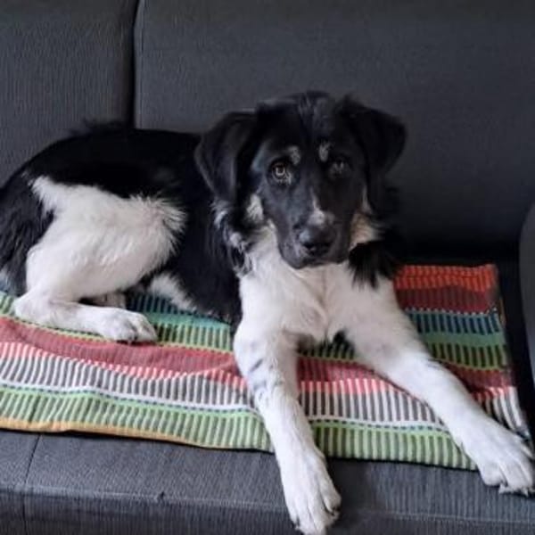 🆘 Dringend erfahrener Platz gesucht