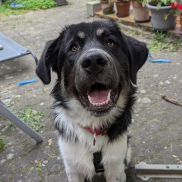 🆘 Dringend erfahrener Platz gesucht