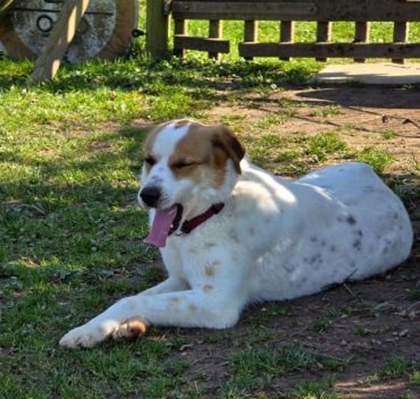 BRAJA-wundervolle Hündin, 54 cm