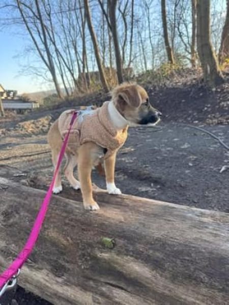 Malte sucht sein Für-immer-Zuhause 🐾