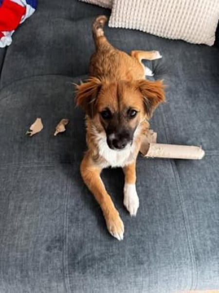 Malte sucht sein Für-immer-Zuhause 🐾