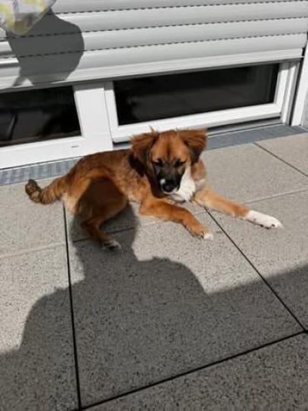 Malte sucht sein Für-immer-Zuhause 🐾