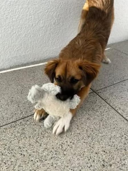 Malte sucht sein Für-immer-Zuhause 🐾