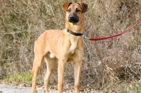 Maddox - sucht seine Bezugsperson