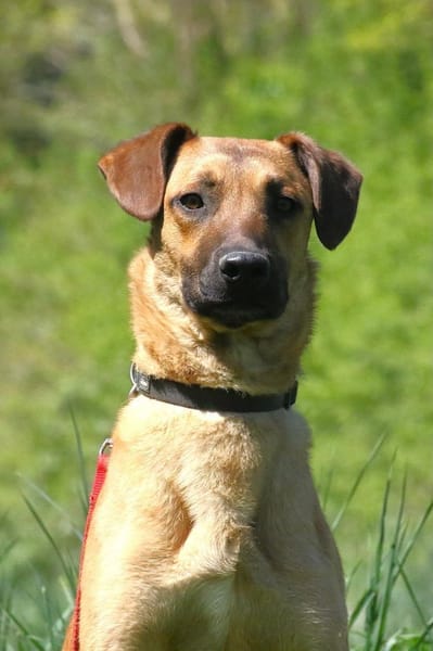 Maddox - sucht seine Bezugsperson