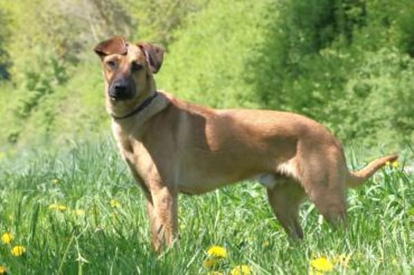 Maddox - sucht seine Bezugsperson