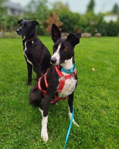 Aktive Berta wartet in 52385 Nideggen