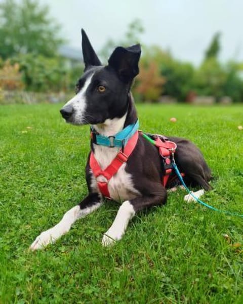 Aktive Berta wartet in 52385 Nideggen