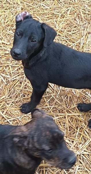 Tina sucht ein warmes Körbchen