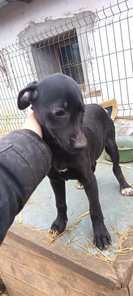 Tina sucht ein warmes Körbchen