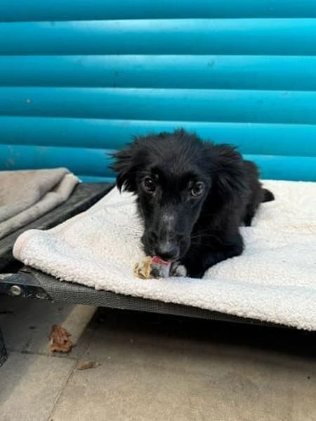 TOKIO-süßer, verspielter Welpen-Rüde,