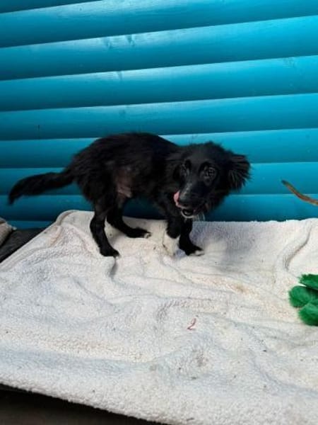 TOKIO-süßer, verspielter Welpen-Rüde,